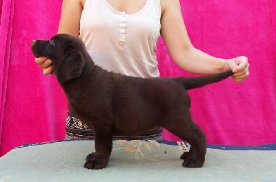 Labrador retriver, cokoladni stenci